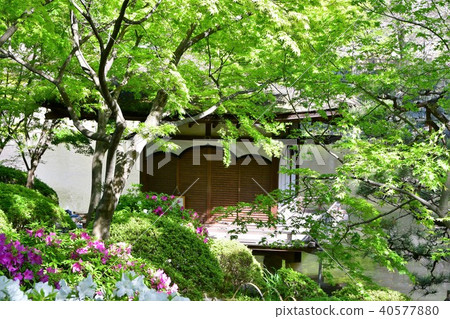 Wakayama castle in spring 40577880