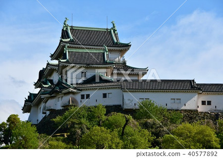 Wakayama castle in spring 40577892