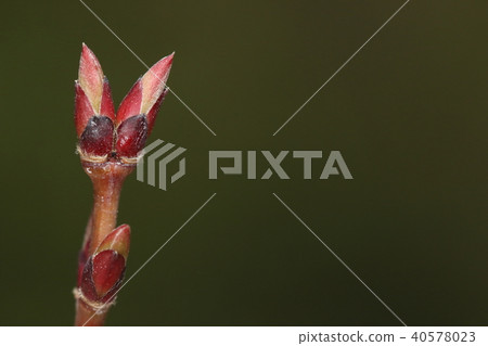 自然植物yamamomi，春天芽吹。 3月下旬，紅色的豆芽被打破，紅豆芽出來了 40578023