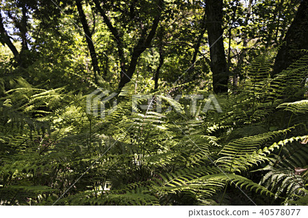 小栗駒九大森林_蕨類植物 40578077