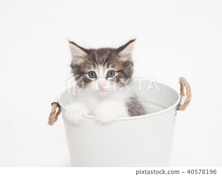 一隻小貓挪威江森Kuat進入了一個碗蓋 40578196