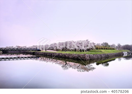 Cherry blossoms at Goryokaku Park in the morning 40578206