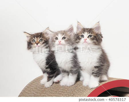3 Norwegian Giant Forest Kittens Stock Photo 40578317 Pixta