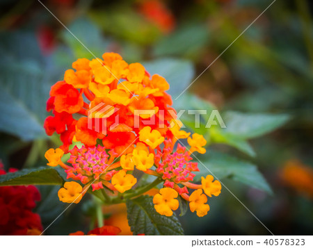 Close-up photos, Bright colors of the flowers. La Close-up photos, Bright colors of the flowers. La 40578323