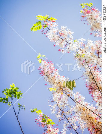 Bright pink flowers, Blue sky background. Cassia b 40578324
