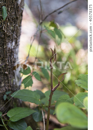 Kuri chestnut nine large forest _ Salturiibara Kuri chestnut nine large forest _ Salturiibara 40578375