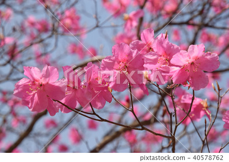 Flower of Akayashio 40578762