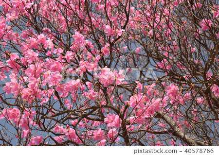 Akashiyoshio 40578766