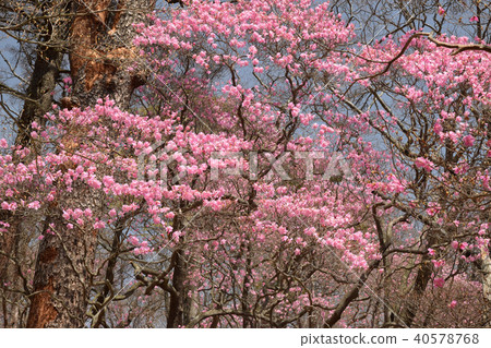 紅棕櫚群 40578768