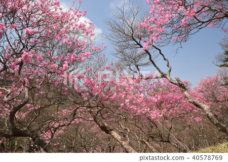 紅棕櫚樹組 40578769