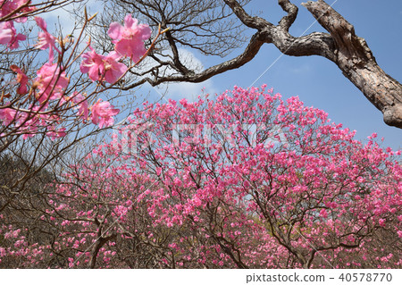 Akashiyoshio 40578770