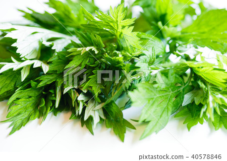 艾蒿 艾蒿 40578846