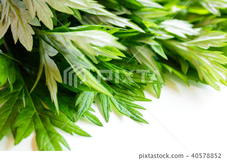 艾蒿 艾蒿 40578852