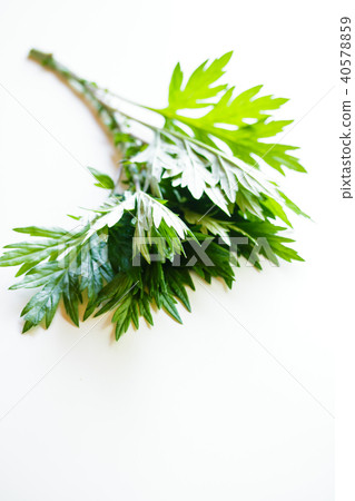 Wormwood Wormwood 40578859