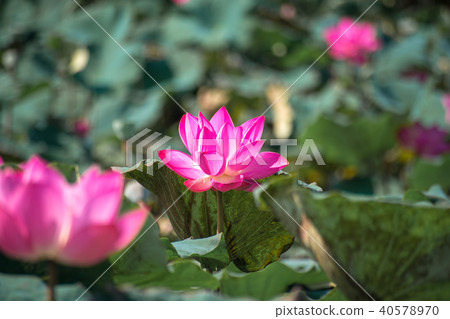 Close up Pink Lotus (Nelumbo nucifera Gaertn.) Close up Pink Lotus (Nelumbo nucifera Gaertn.) 40578970