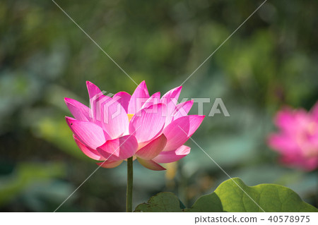 Close up Pink Lotus (Nelumbo nucifera Gaertn.) 40578975