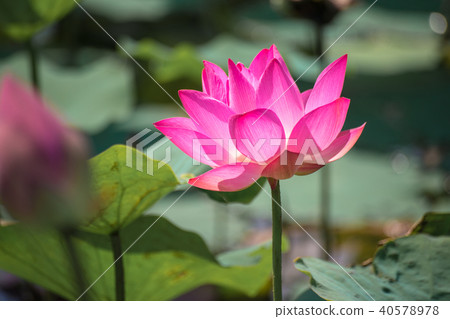 Close up Pink Lotus (Nelumbo nucifera Gaertn.) Close up Pink Lotus (Nelumbo nucifera Gaertn.) 40578978