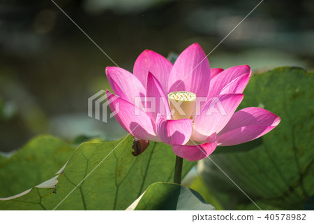 Close up Pink Lotus (Nelumbo nucifera Gaertn.) Close up Pink Lotus (Nelumbo nucifera Gaertn.) 40578982