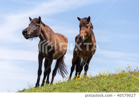 翠野國家天然紀念物23 40579027