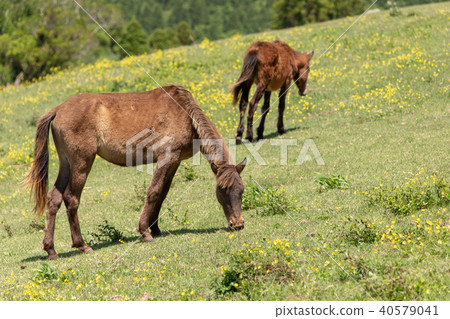 翠野馬國家天然紀念物34 翠野馬國家天然紀念物34 40579041
