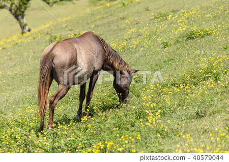 翠野馬國家天然紀念物37 40579044