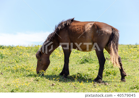 翠野國家天然紀念物38 翠野國家天然紀念物38 40579045