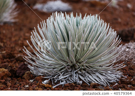 Haleakala plant 40579364