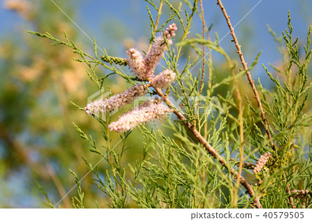 Tamarix tree branch with pink flowers Tamarix tree branch with pink flowers 40579505