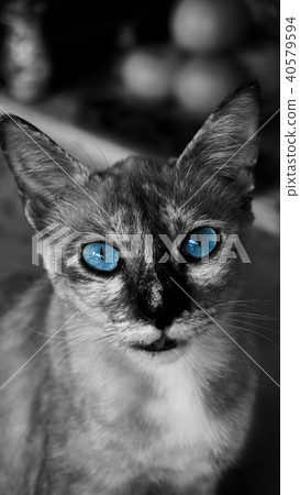 Beautiful cat eyes Beautiful cat eyes 40579594