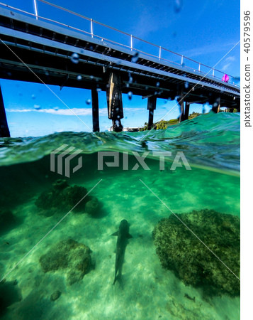 Reef Shark at Green Island Reef Shark at Green Island 40579596