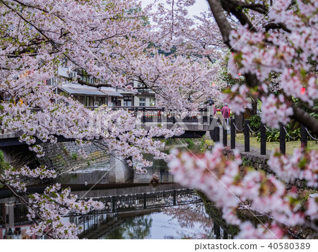 Kinosaki Onsen where the cherry blossoms are in full bloom Kinosaki Onsen where the cherry blossoms are in full bloom 40580389