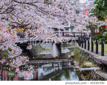 Kinosaki Onsen where the cherry blossoms are in full bloom Kinosaki Onsen where the cherry blossoms are in full bloom 40580390