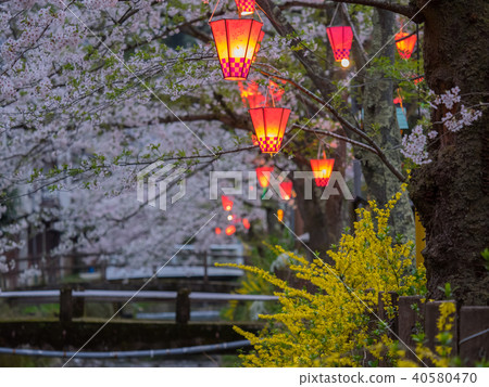 櫻花盛開的城崎溫泉 40580470