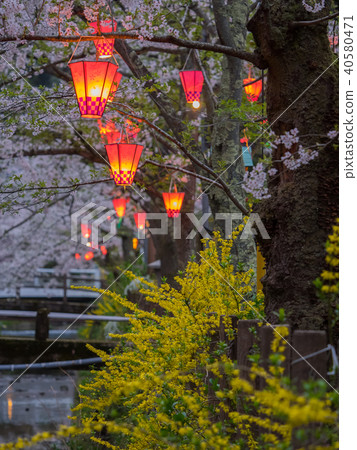 Kinosaki Onsen where the cherry blossoms are in full bloom Kinosaki Onsen where the cherry blossoms are in full bloom 40580471