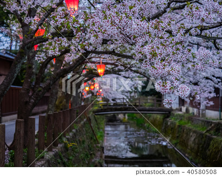 Kinosaki Onsen where the cherry blossoms are in full bloom Kinosaki Onsen where the cherry blossoms are in full bloom 40580508
