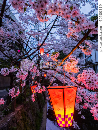 Kinosaki Onsen where the cherry blossoms are in full bloom Kinosaki Onsen where the cherry blossoms are in full bloom 40580519