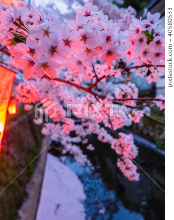 Kinosaki Onsen where the cherry blossoms are in full bloom 40580533