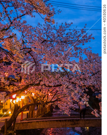 Kinosaki Onsen where the cherry blossoms are in full bloom Kinosaki Onsen where the cherry blossoms are in full bloom 40580616