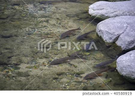 Stream, Carp, Cheonggyecheon, Jung-gu, Seoul Stream, Carp, Cheonggyecheon, Jung-gu, Seoul 40580919