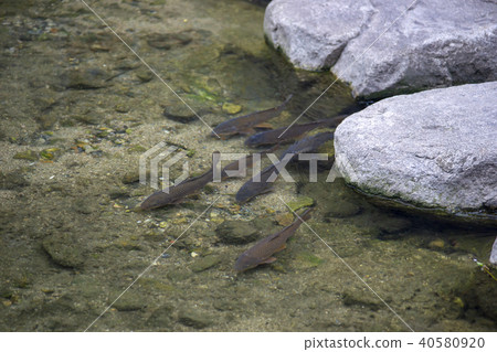 Stream, Carp, Cheonggyecheon, Jung-gu, Seoul 40580920