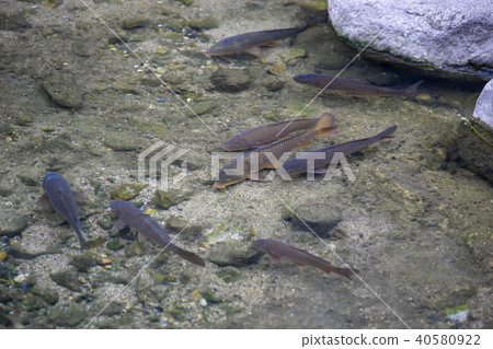 Stream, Carp, Cheonggyecheon, Jung-gu, Seoul Stream, Carp, Cheonggyecheon, Jung-gu, Seoul 40580922