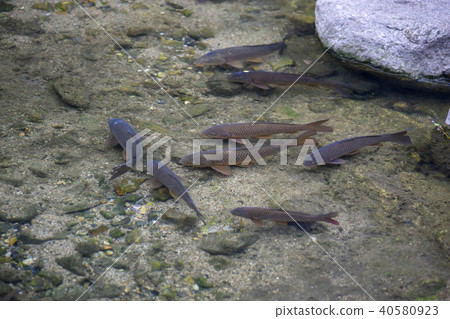 Stream, Carp, Cheonggyecheon, Jung-gu, Seoul 40580923