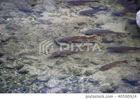 Stream, Carp, Cheonggyecheon, Jung-gu, Seoul Stream, Carp, Cheonggyecheon, Jung-gu, Seoul 40580924