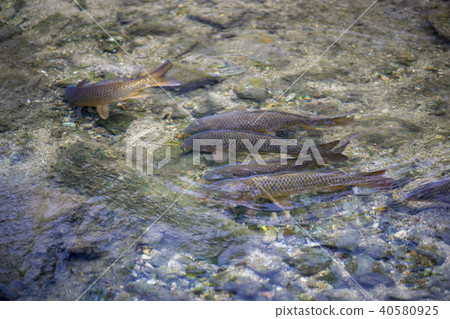 溪流,鯉魚,清溪川,中區,首爾 溪流,鯉魚,清溪川,中區,首爾 40580925