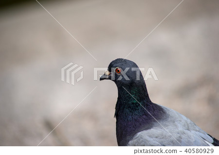 Pigeon, Cheonggyecheon, Jung-gu, Seoul 40580929