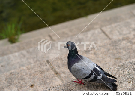 Pigeon, Cheonggyecheon, Jung-gu, Seoul Pigeon, Cheonggyecheon, Jung-gu, Seoul 40580931
