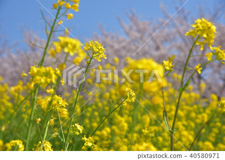 強姦花朵和櫻花 強姦花朵和櫻花 40580971