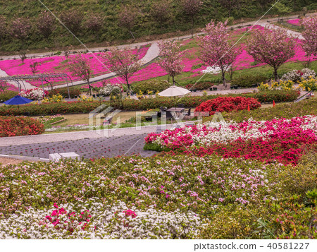 Hanago OKADA的Shikasakura和杜鵑花 Hanago OKADA的Shikasakura和杜鵑花 40581227