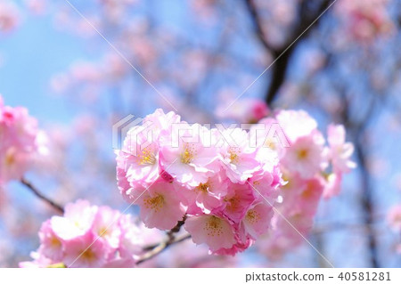 Cherry blossoms cherry blossoms close up Cherry blossoms cherry blossoms close up 40581281