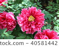 Peony 40581442